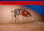 Avanço da dengue no Brasil: o que pode ser feito? - Canva