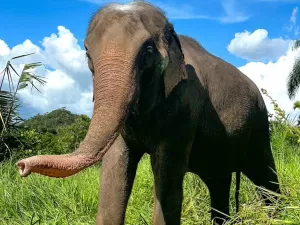 Elefanta de 52 anos morre por eutanásia após não querer mais se levantar