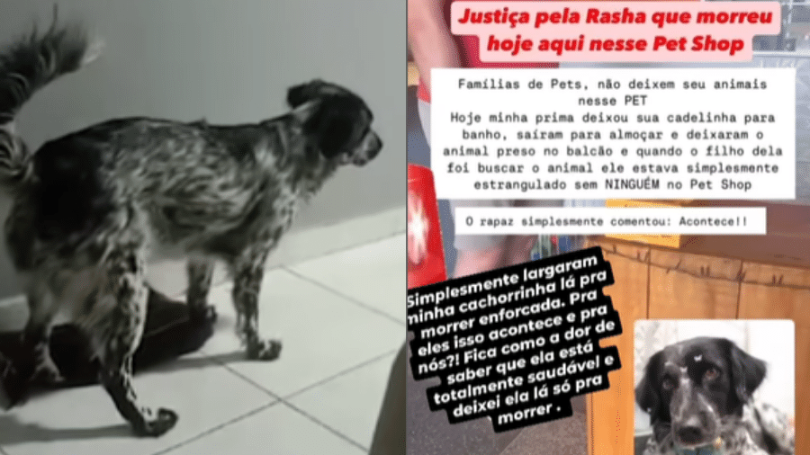 Família denunciou pet shop por morte de cadela em Planaltina de Goiás (GO) no último dia 3