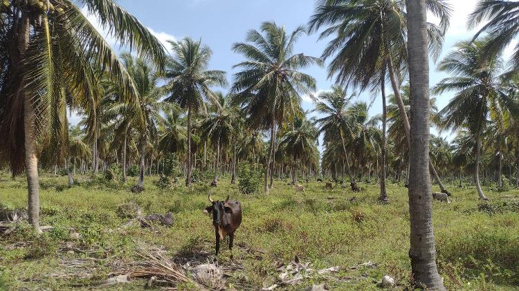 Criação de bois na fazenda São Gabriel, que seria terra indígena Tremembé Criação de bois na fazenda São Gabriel, que seria terra indígena Tremembé