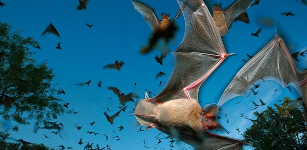 Morcegos estão ameaçados por perda de habitat e propagação de doenças - Joel Sartore/National Geographic Creative