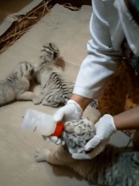 Filhotes de tigre que nasceram há menos de três meses morreram no Paquistão - Reprodução/Facebook