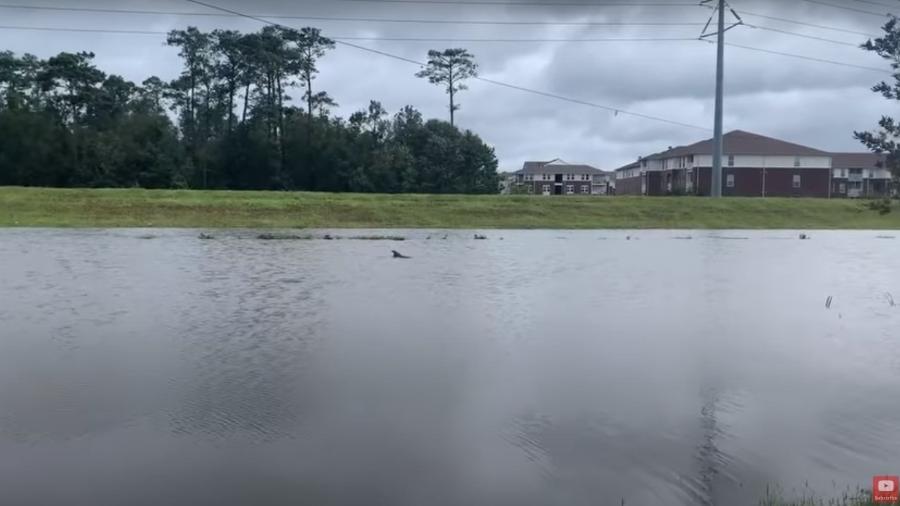 Golfinho apareceu em rua inundada por enchente nos EUA - Reprodução