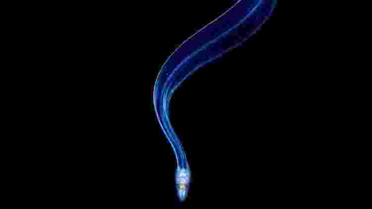 Captura de imagem de larva de enguia durante um mergulho em águas negras - Galice Hoarau/Close-Up Photographer of the Year - Galice Hoarau/Close-Up Photographer of the Year
