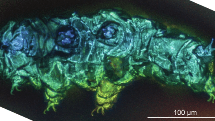 Espécime de tardígrado fotografado em novo estudo com microscópio e autofluorescência