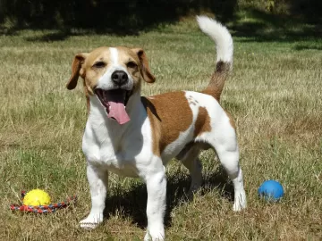 Quando um cachorro vira idoso? Novo estudo sugere idade média