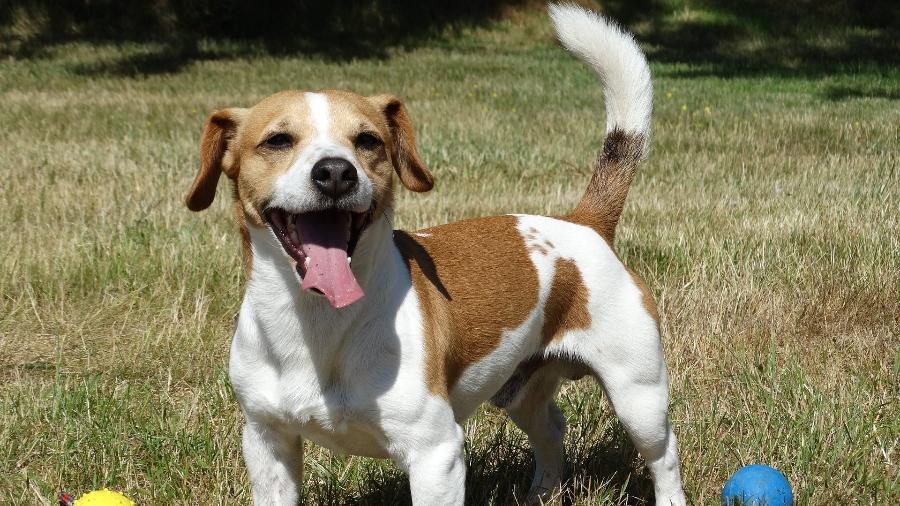 Cão da raça Jack Russell Terrier