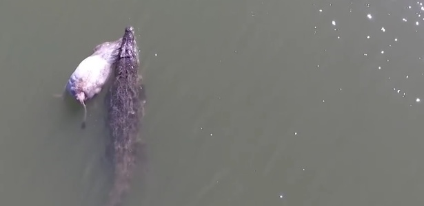Drone flagra crocodilo carregando uma vaca no Rio Ora, na Austrália - Reprodução