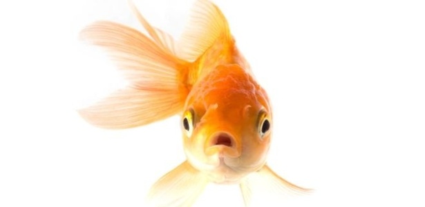 Nível de álcool no sangue das espécies de peixe estudadas era mais elevado do que o permitido para humanos dirigirem em alguns países da Europa