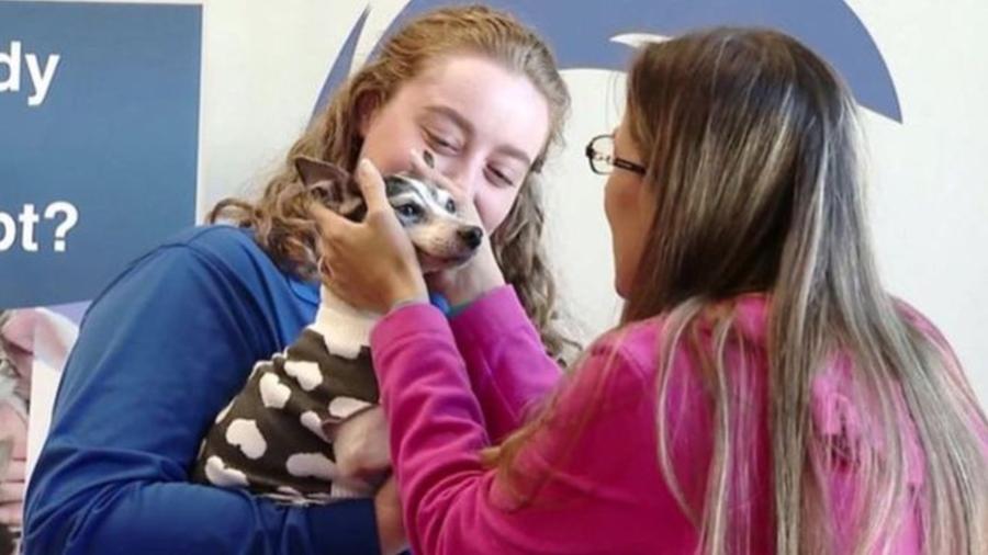 A fox terrier Dutchess fugiu quando sua dona estava trabalhando. O animal foi encontrado 12 anos depois, a 1.600 km de casa - Reprodução/CBS
