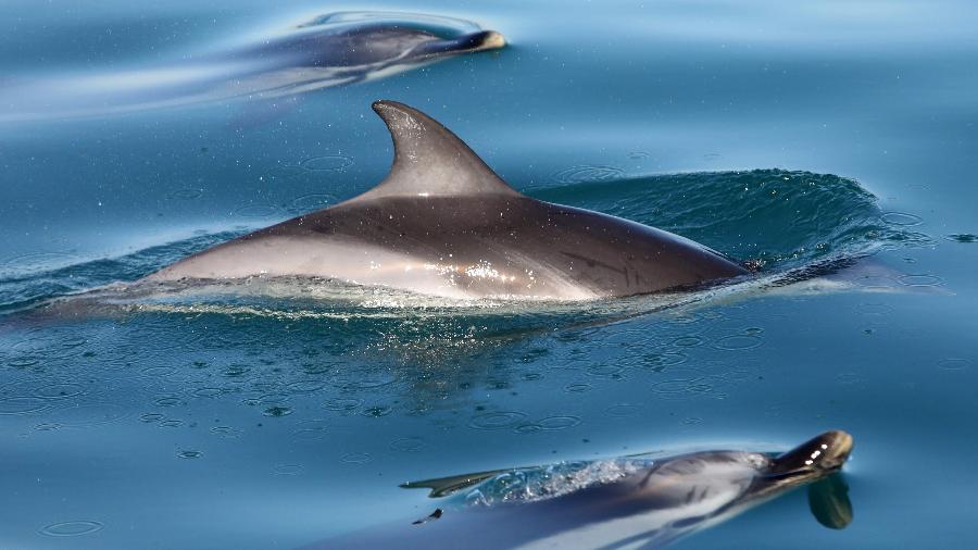 20.fev.2020 - Golfinhos nadam na costa francesa de Collioure, no sul do país - Raymond Roig/AFP