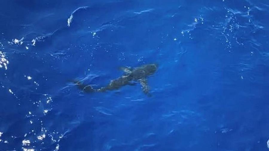 Guarda Costeira atirou ontem contra um tubarão de 2 metros que se aproximou de banhistas nos EUA - Reprodução/Facebook/U.S. Coast Guard Cutter Kimball