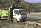 Foto viral de dragão-de-komodo revela construção de atração tipo 