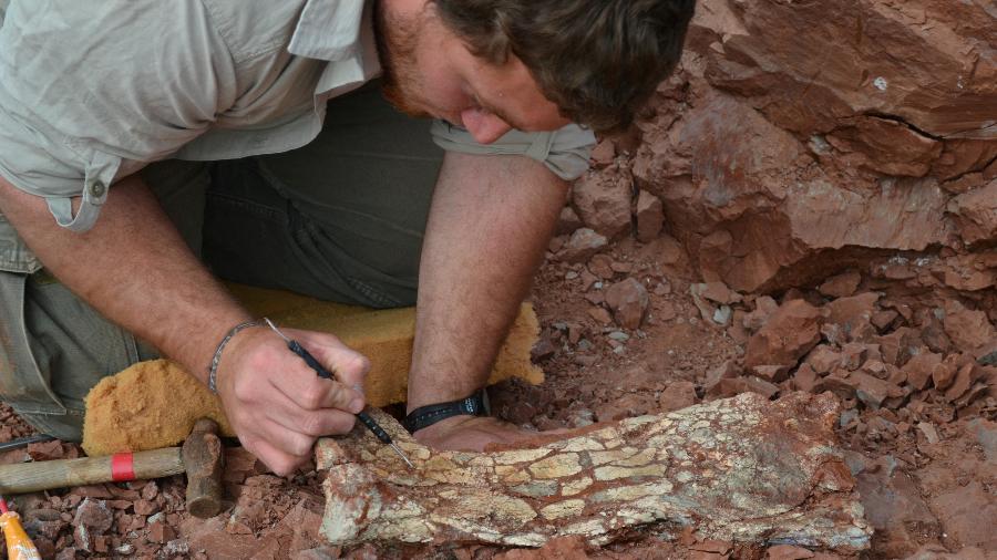Fósseis de pterossauro achados na Argentina revelam que ele podia ter 9 metros -  Universidad de Cuyo/Handout via REUTERS