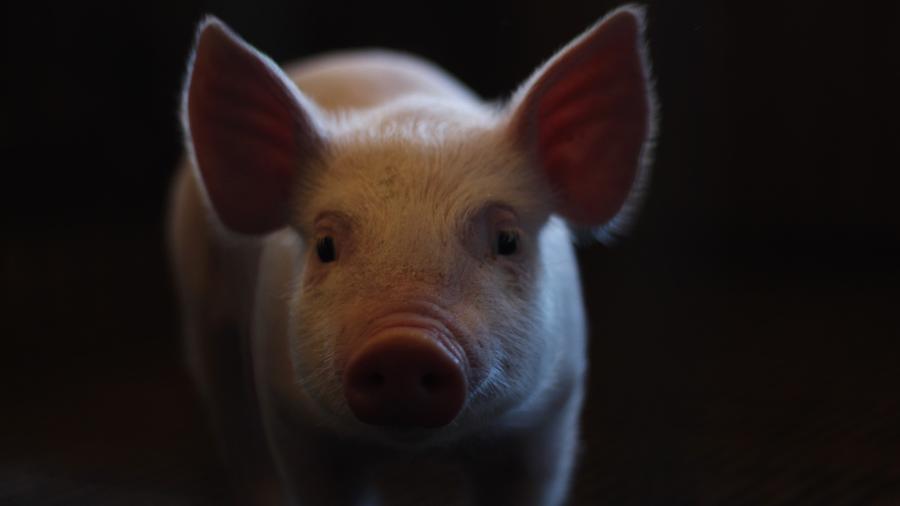 Técnica de clonagem de porcos usada por empresa chinesa poderia contribuir para a produção de alimentos - Lucia Macedo/ Unsplash