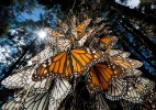Como é a reprodução das borboletas? - Joel Sartore/National Geographic Creative