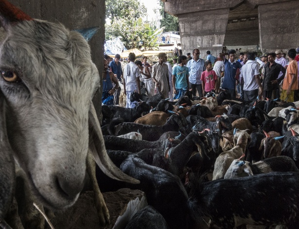 12.set.2016 - Pessoas visitam mercado local de cabras para o Festival Eid al-Adha em Calcutá, na Índia - Tumpa Mondal/Xinhua
