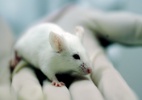 Direitos animais x testes científicos: pesquisadores mudam cotidiano para reduzir dor animal - Peter Ilicciev/Fiocruz Imagens
