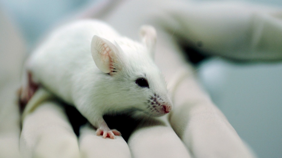 Descoberta com ratos pode em breve mudar a reprodução humana - Peter Ilicciev/Fiocruz Imagens