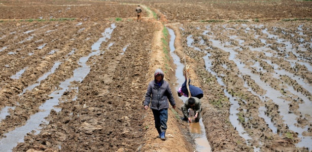 Agricultores trabalham em plantação de arroz próximo a Pyongyang, na Coreia do Norte - Damir Sagolj/Reuters