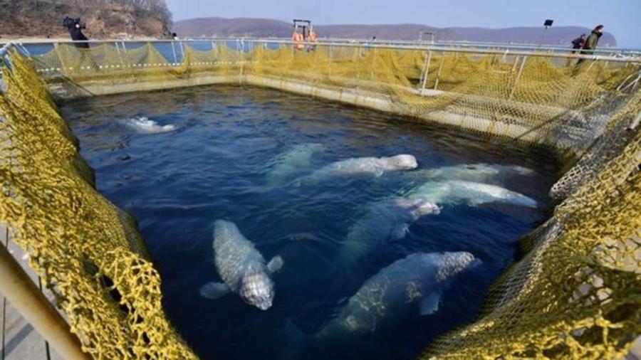 Locais em que as belugas estão sendo mantidas colocam saúde dos animais em risco - Getty Images/BBC