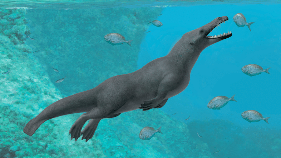 O fóssil encontrado no Peru é o único de uma baleia quadrúpede descoberta na América do Sul até o momento. - Alberto Gennari