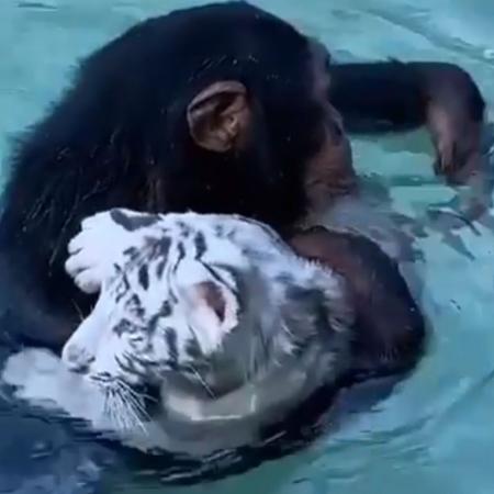 Chimpanzé trouxe o filhote de tigre até a parte mais rasa da piscina  - Reprodução/@mokshabybee_tigers/Instagram