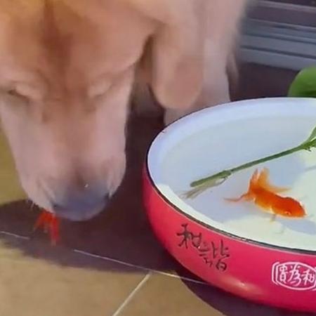 Golden salva peixe de ser comido por gato em vídeo que viralizou na internet - Reprodução/Douyin