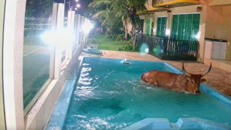 Animal caiu em piscina de pousada durante Farra do Boi, considerado ilegal desde 1997 - Divulgação/GOR
