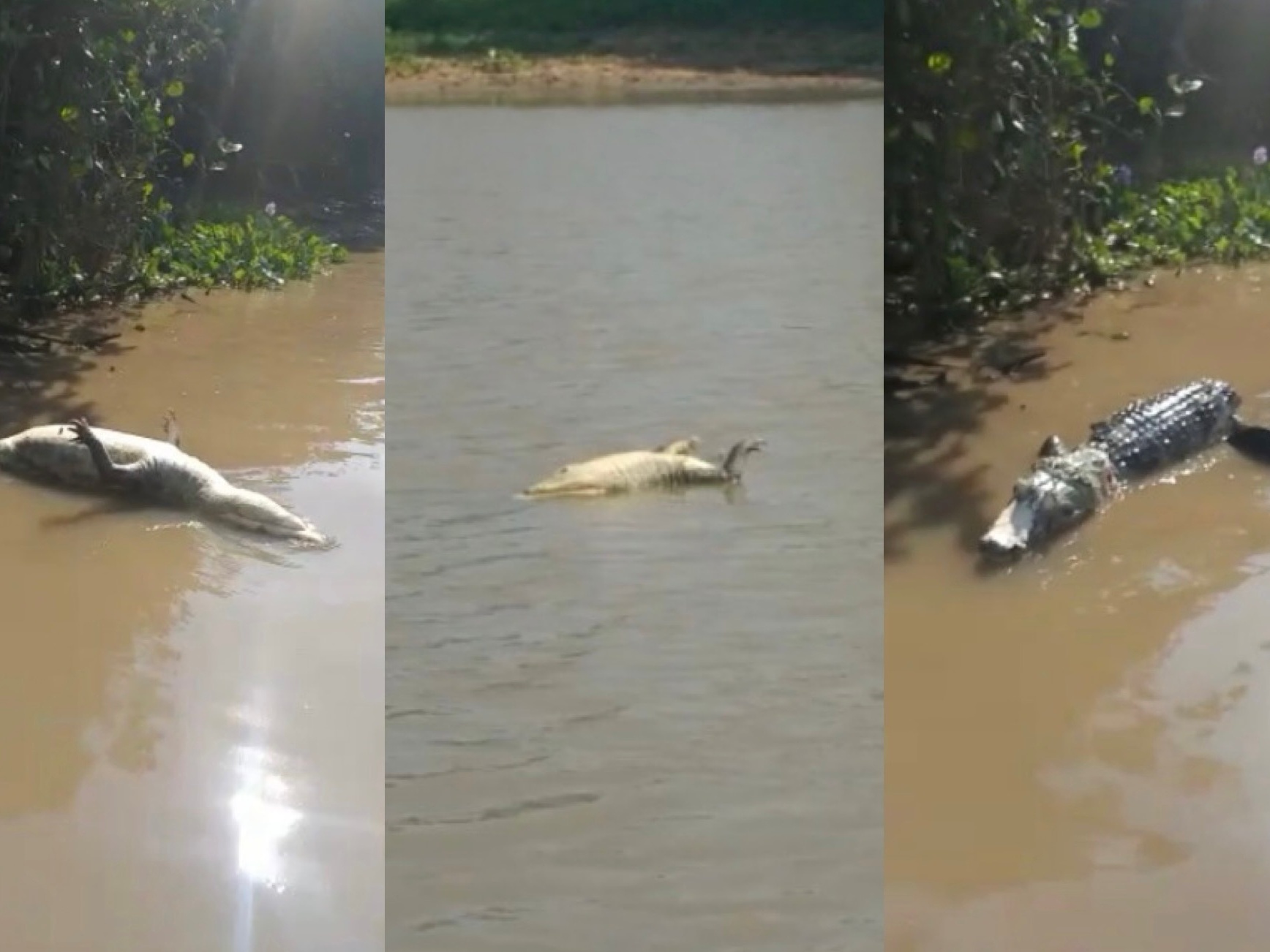 O rastro de destruição no Pantanal: jacaré carbonizado, carcaças