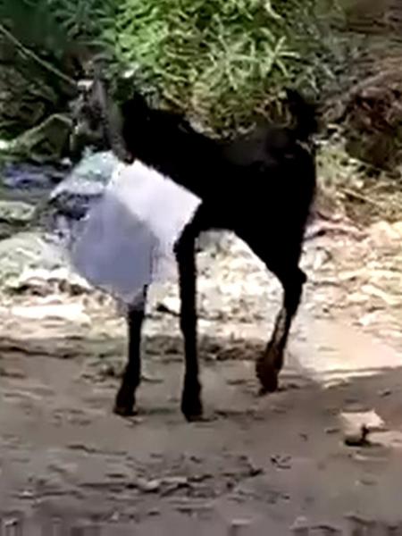 Cabra abocanha documentos e foge com eles na Índia - Reprodução