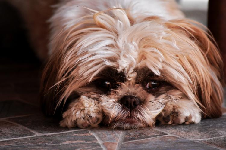 Cachorro deitado no chão, sozinho em casa - Chiper Catalin/Pexels - Chiper Catalin/Pexels