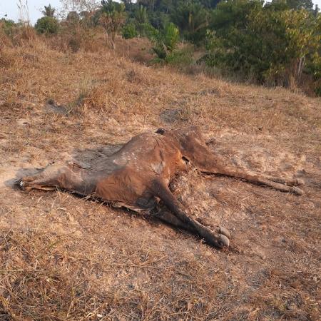 Animal morto pela seca na Amazônia em Nova Ipixuna (PA)