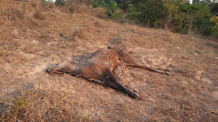 Animal morto pela seca na Amazônia em Nova Ipixuna (PA)