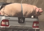 Motorista transporta porco amarrado de forma irregular em rodovia de SP - Reprodução