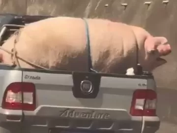 Motorista transporta porco amarrado de forma irregular em rodovia de SP