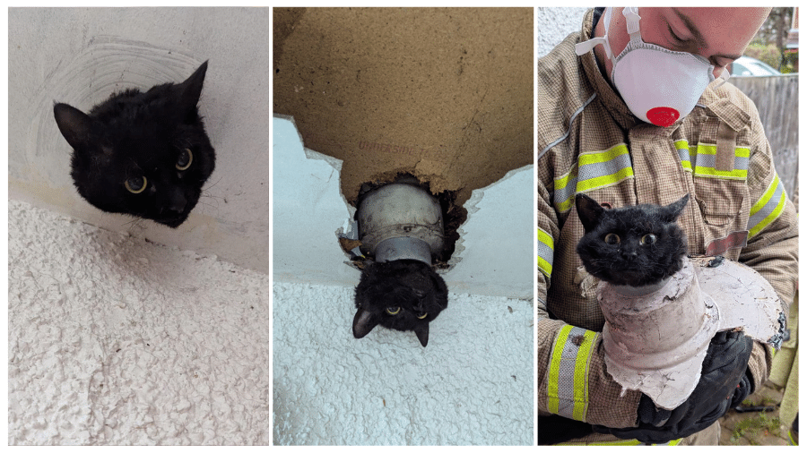 A gata foi encontrada por sua tutora, que ouviu miados vindos da garagem