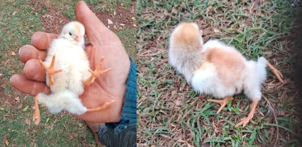 '4x4': ciência explica pintinho que nasceu quadrúpede no Rio Grande do Sul