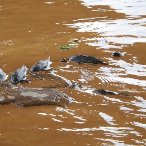 Peixes morreram tentando buscar oxigênio em fendas de pedras no rio Doce em Governador Valares (MG) - Associação dos Pescadores e Amigos do rio Doce