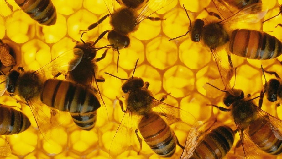 16.ago.2016 - Fazendo mel em uma colmeia. Três tipos de abelha - operária, zangão e rainha - trabalham juntos para manter o zumbido na colmeia - Maria Stenzel/National Geograph