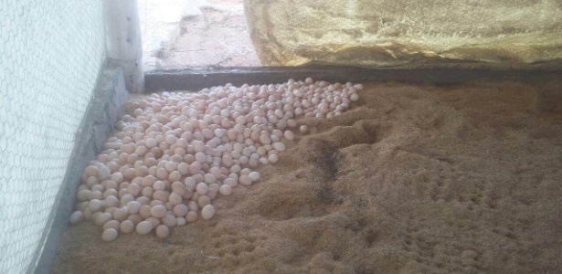 500 mil ovos foram descartados desde o início da paralisação dos caminhoneiros - Divulgação/Secretaria de Agricultura