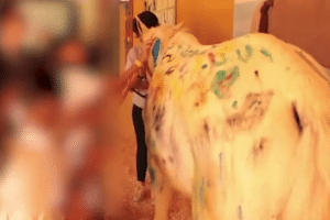 Cavalo  O caso do cavalo pintado por crianças: maus-tratos?