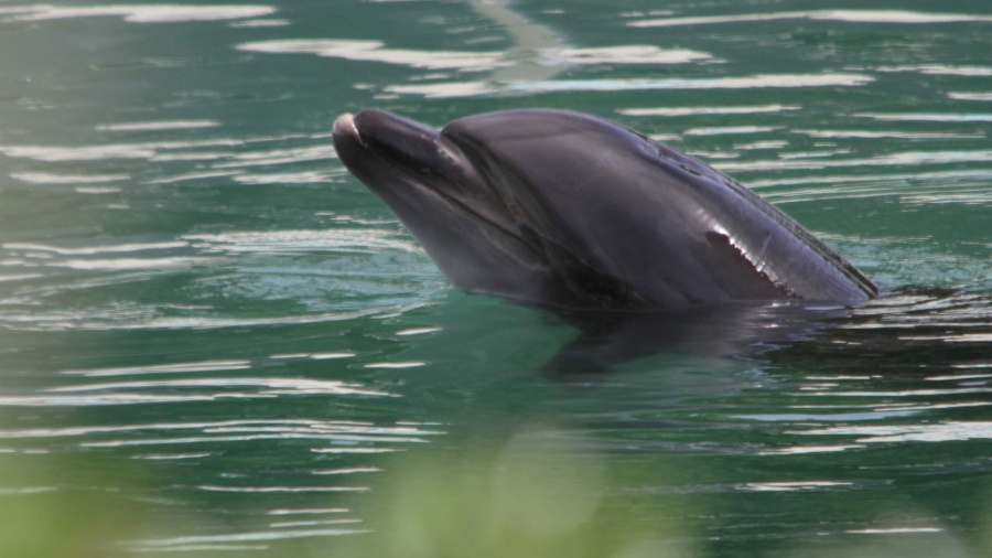 Golfinhos estão entre animais testados por pesquisadores que buscam entender como a covid-19 se comporta em animais - REUTERS