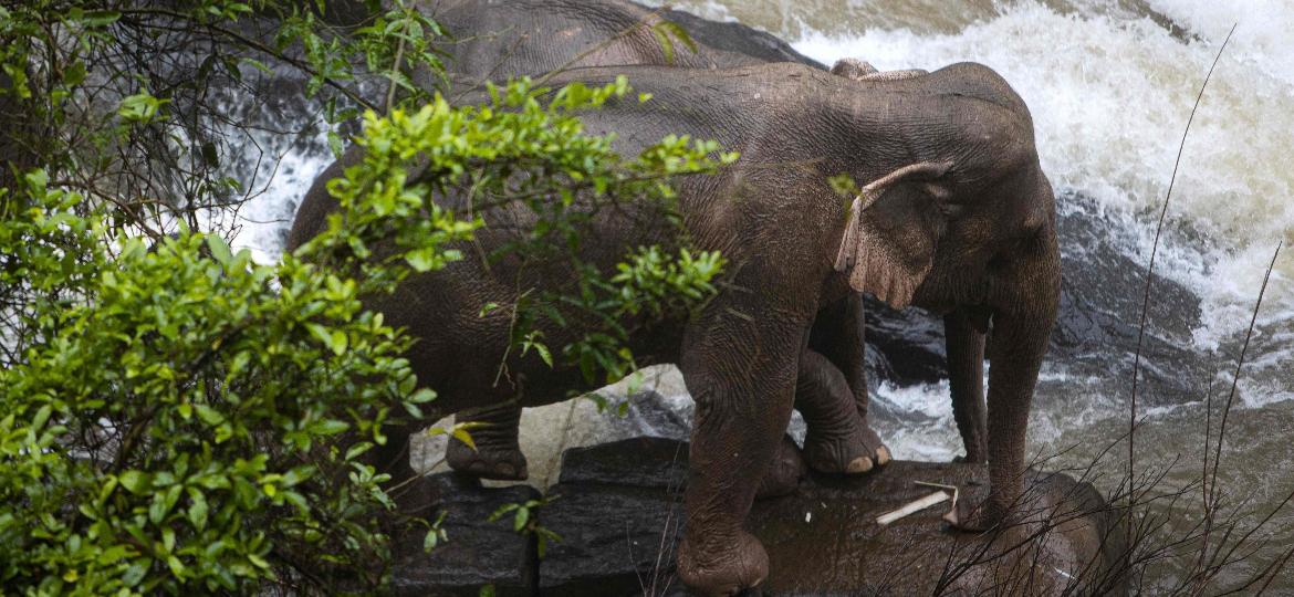 7.out.2019 - Foto tirada no último sábado (5) mostra dois elefantes (um à frente do outro) ilhados em uma cachoeira no parque nacional Khao Yai, na Tailândia. Os dois foram resgatados por equipes de socorro, mas pelo menos seis animais morreram no local - Panupong Changchai/Thai News Pix/AFP