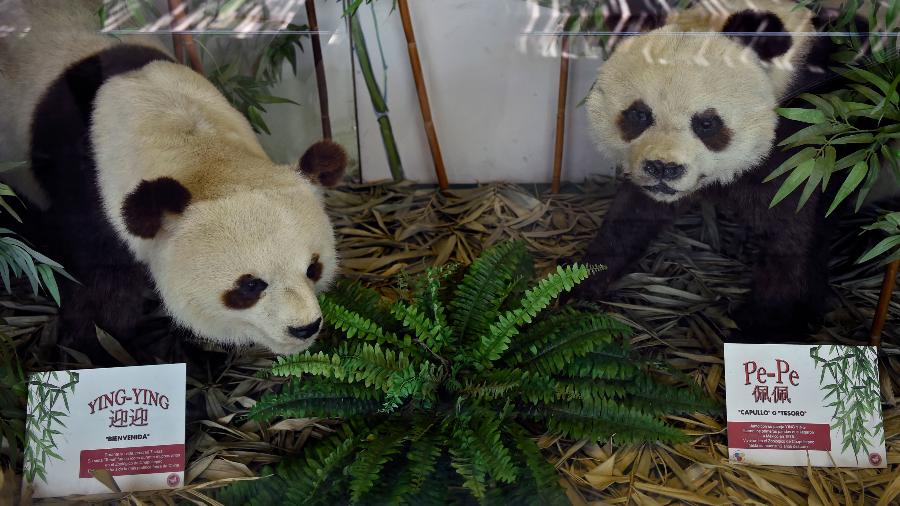 As fêmeas Shuan Shuan e Xin Xin, parentes de Ying Ying e Pe Pe. são as duas únicas pandas que não pertencem à China - ALFREDO ESTRELLA / AFP