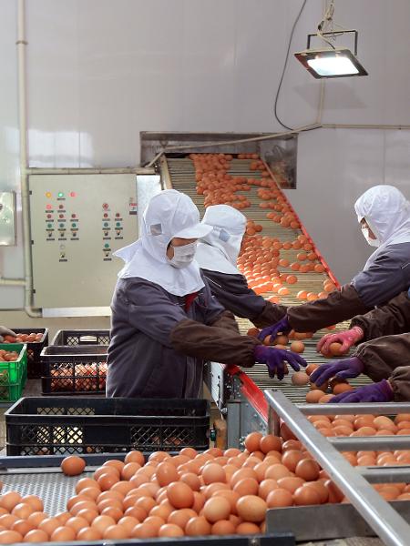 Trabalhadores usando máscaras selecionam ovos em uma fábrica de Rongcheng em meio ao surto de coronavírus - Stringer