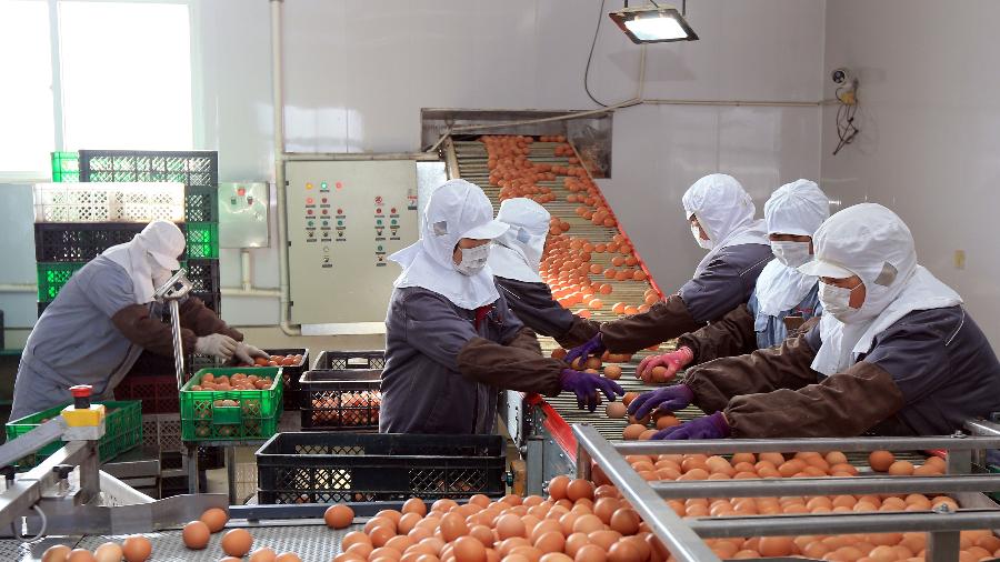 Trabalhadores usando máscaras selecionam ovos em uma fábrica de Rongcheng em meio ao surto de coronavírus - STRINGER