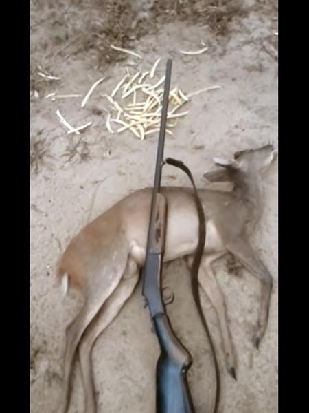 Caçador exibe imagem de veado abatido, no YouTube. Lei protege animais silvestres no Brasil - Reprodução