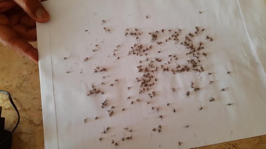 Os mosquitos capturados pelo professor Marcus Ely Vailante - Reprodução/Roberta Bourguignon