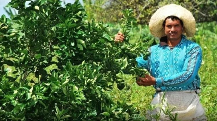 Em Canindé de São Francisco (SE), mesmo em seca, produção de frutas não para, como mostra Domingos Filho - Beto Macário - Beto Macário